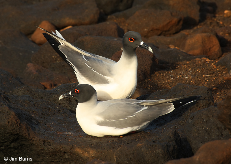 Swallow-tailed Gull pair
