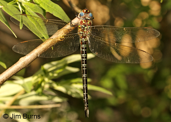 Swamp Darner female dorsal view, Horry Co., SC, May 2014