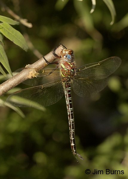 Swamp Darner female dorsolateral view, Horry Co., SC, May 2014