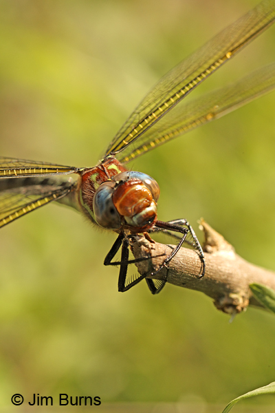 Swamp Darner female face shot, Horry Co., SC, May 2014