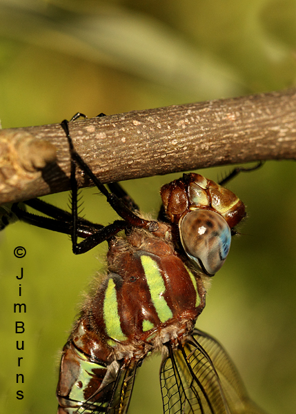 Swamp Darner female thoracic stripes, Horry Co., SC, May 2014