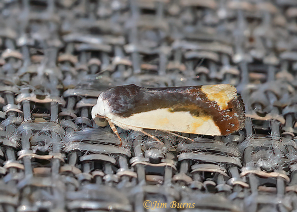 Tarache expolita, Arizona--0654