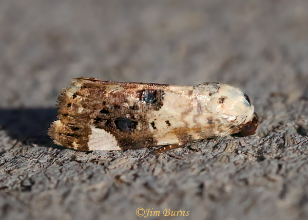 Tarache geminocula, Arizona--0698
