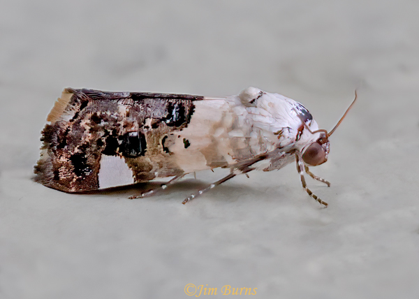 Tarache geminocula, Arizona--1199