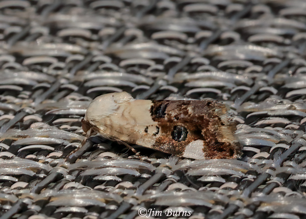 Tarache toddi, Arizona--0219