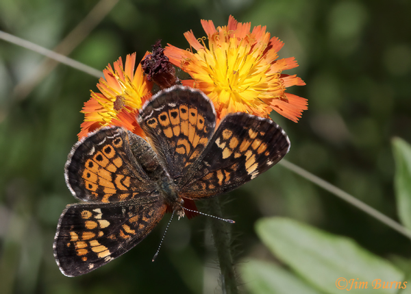 Tawny Crescent on Orange Hawkweed, Michigan--7002