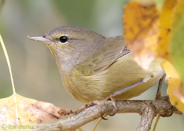 Tennessee Warbler first fall--1062