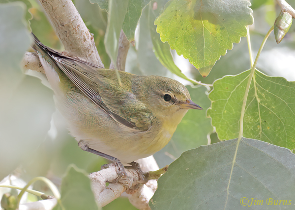 Tennessee Warbler first fall--1203
