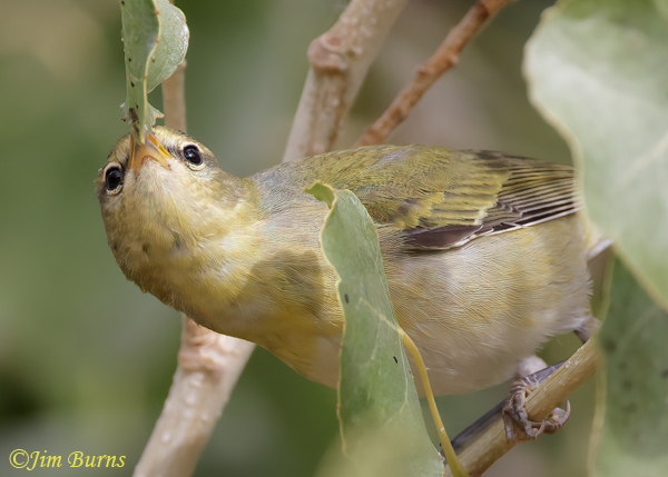 Tennessee Warbler first fall, gleaning from cottonwwod leaves--1240
