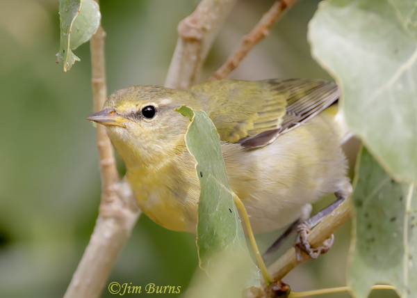 Tennessee Warbler first fall, gleaning from cottonwwod leaves #4--1258