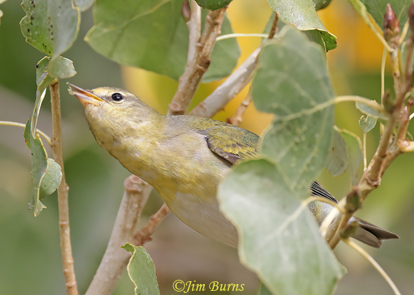 Tennessee Warbler first fall, gleaning from cottonwwod leaves #3--1279