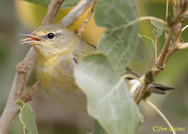Tennessee Warbler first fall, gleaning from cottonwwod leaves  2--1285