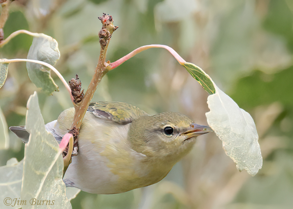 Tennessee Warbler first fall, gleaning from cottonwwod leaves #5--1380