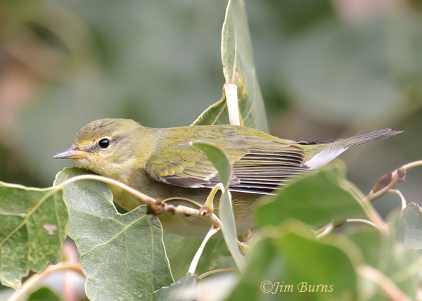 Tennessee Warbler first fall, Arizona in late November--1430