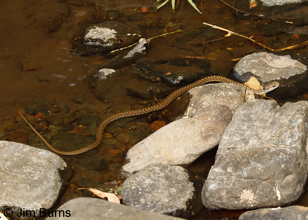 Terrestrial Garter Snake--9334