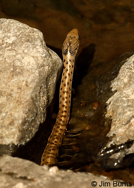 Terrestrial Garter Snake--9333