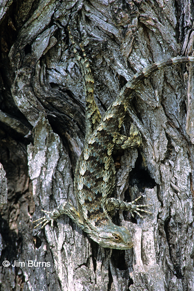Texas Scaled Lizard