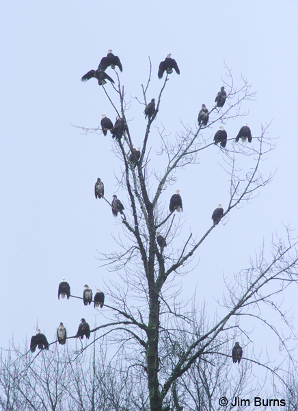 The Bald Eagle tree