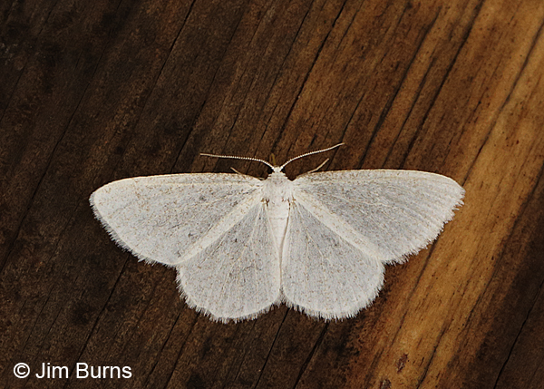 The Vestal Moth, Arizona