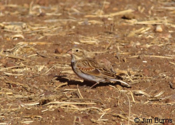 Thick-billed Longspur winter