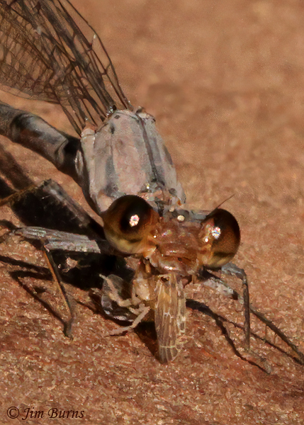 Tonto Dancer female devouring small fly, Cochise Co., AZ, September 2021--4573