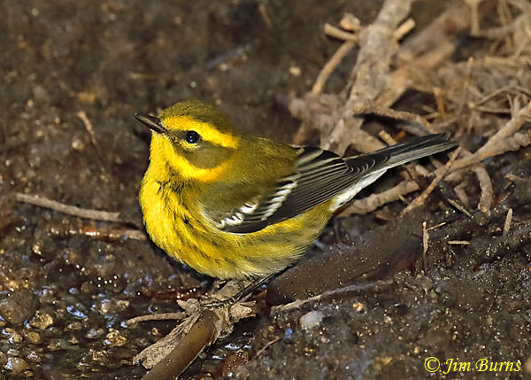 Townsend's Warbler first fall female--6159