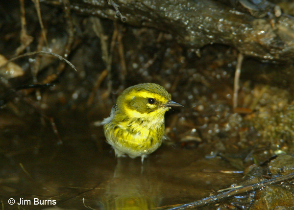 Townsend's Warbler first fall female