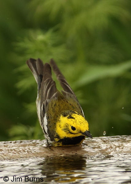 Townsend's x Hermit Warbler hybrid first spring male bathing