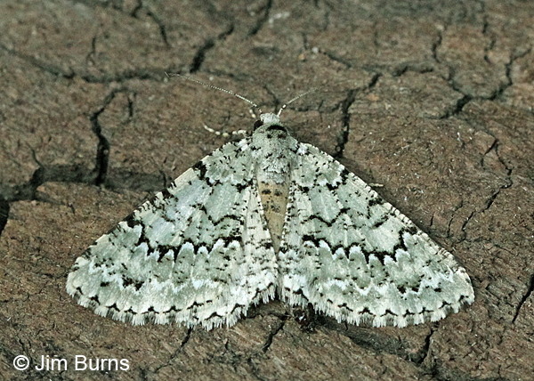 Tracheops bolteri, Arizona