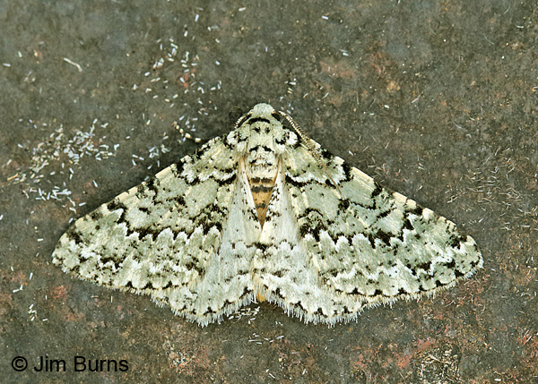 Tracheops bolteri on rock, Arizona