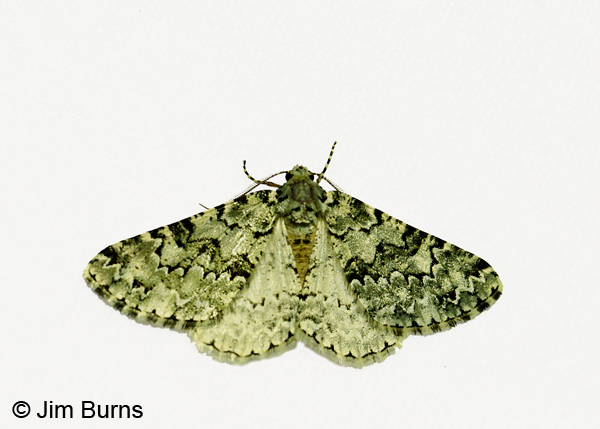 Tracheops bolteri on white, Arizona