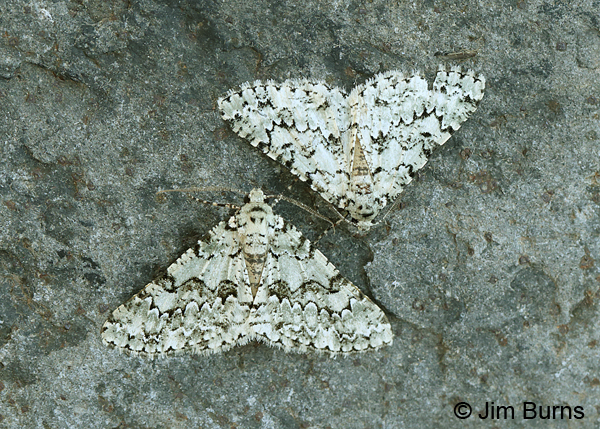 Tracheops bolteris, Arizona