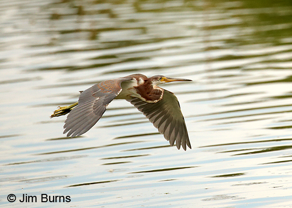 Tricolored Heron juvenile in flight dorsal view