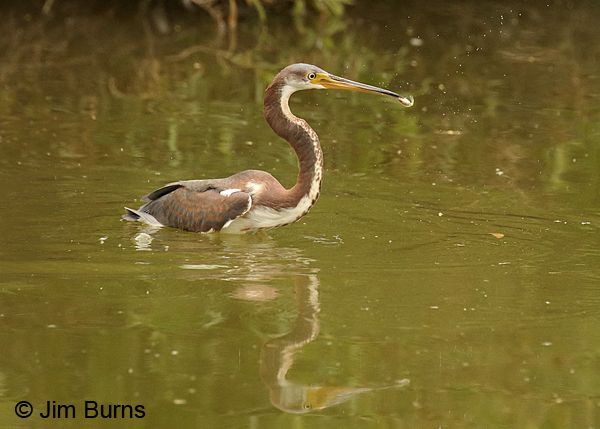 Tricolored Heron juvenile with fish