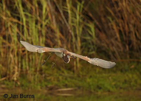 Tricolored Heron juvenile lift off sequence #4