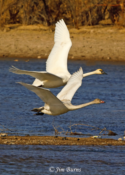 Trumpeter Swans in flight vertical--1050