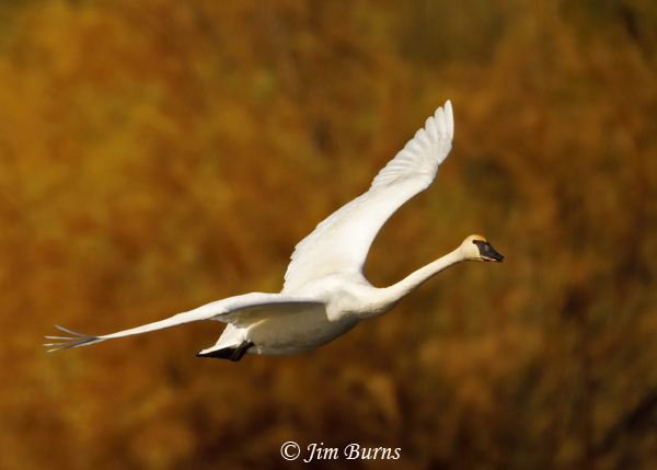 Trumpeter Swan in flight--1088A