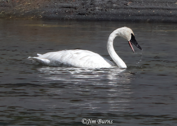 Trumpeter Swan feeding in river grasses--3696