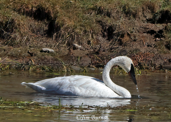 Trumpeter Swan feeding on grass in river back channel--4552