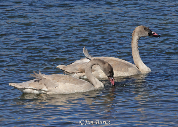 Trumpeter Swan juveniles--4825