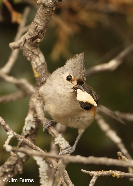 Tufted Titmouse with butterfly