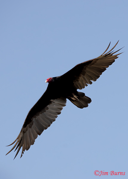 Turkey Vulture wing panesl overhead--8615