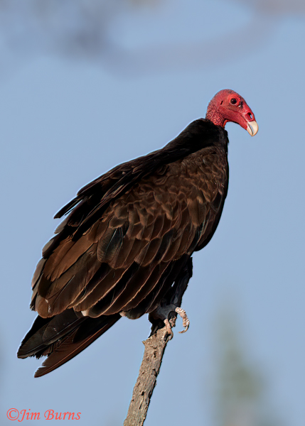 Turkey Vuture--8155
