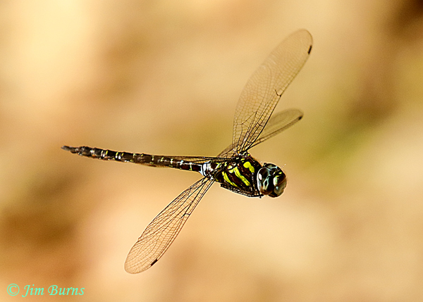 Turquoise-tipped Darner male in flight, Savegre, C.R., January 2019--5897