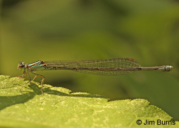 Turquoise Bluet female, Bastrop Co., TX, May 2013