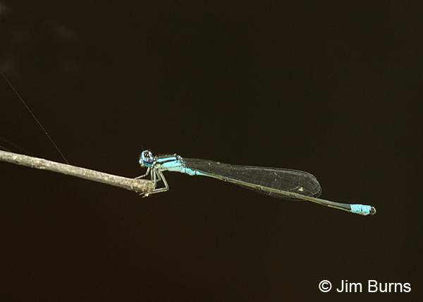 Turquoise Bluet male, Chesterfield Co., SC, May 2014