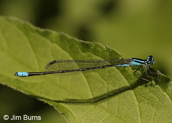 Turquoise Bluet male on leaf, Bastrop Co., TX, May 2013