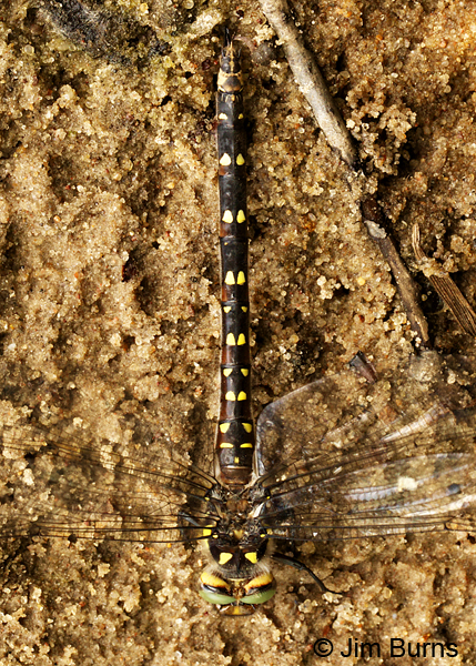 Twin-spotted Spiketail female dorsal view, Eau Claire Co., WI, June 2014
