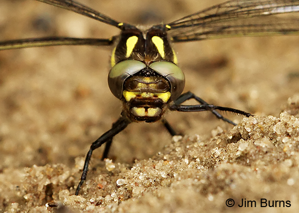 Twin-spotted Spiketail female face shot, Eau Claire Co., WI, June 2014