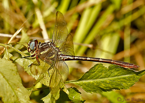 Two-striped Forceptail female, Alachua Co., FL, July 2019--4608